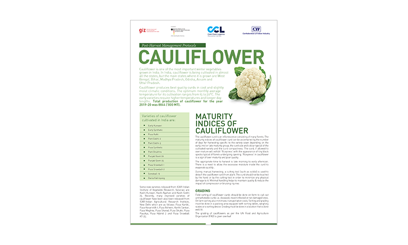 Post-Harvest Management Protocols Cauliflower